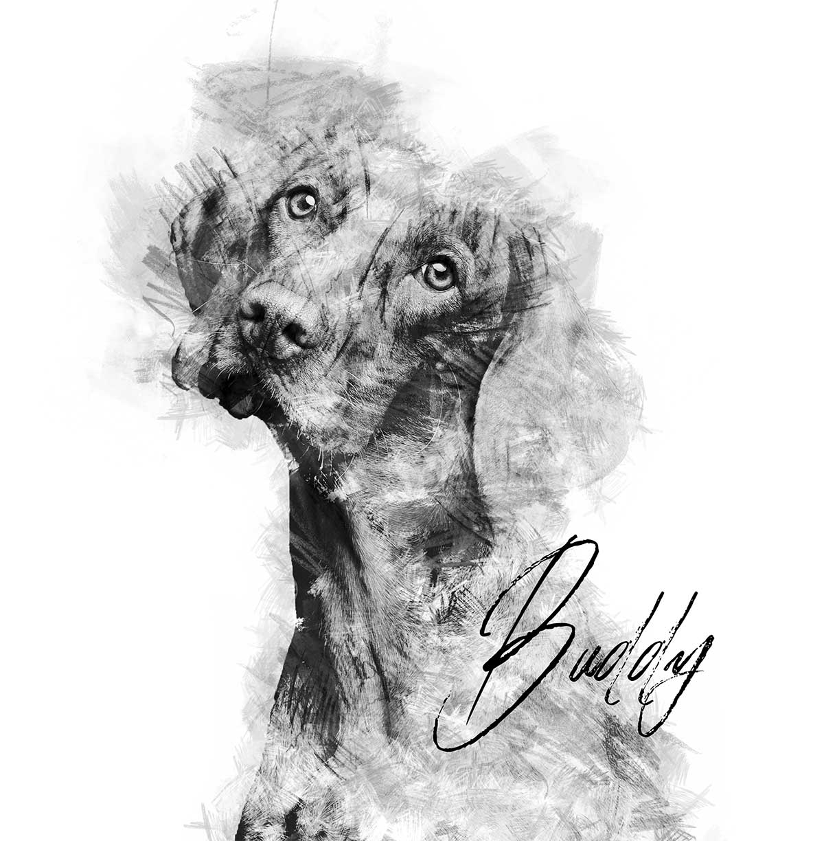 charcoal art pet portrait