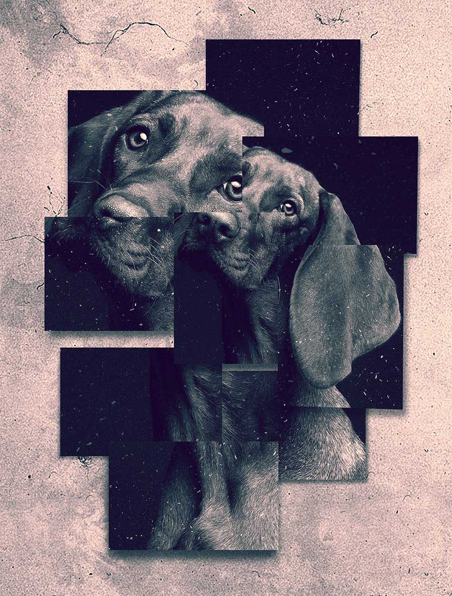 custom frames pet portrait